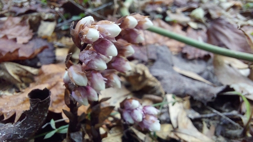 Florida Pygmy Pipes (Monotropsis reynoldsiae)