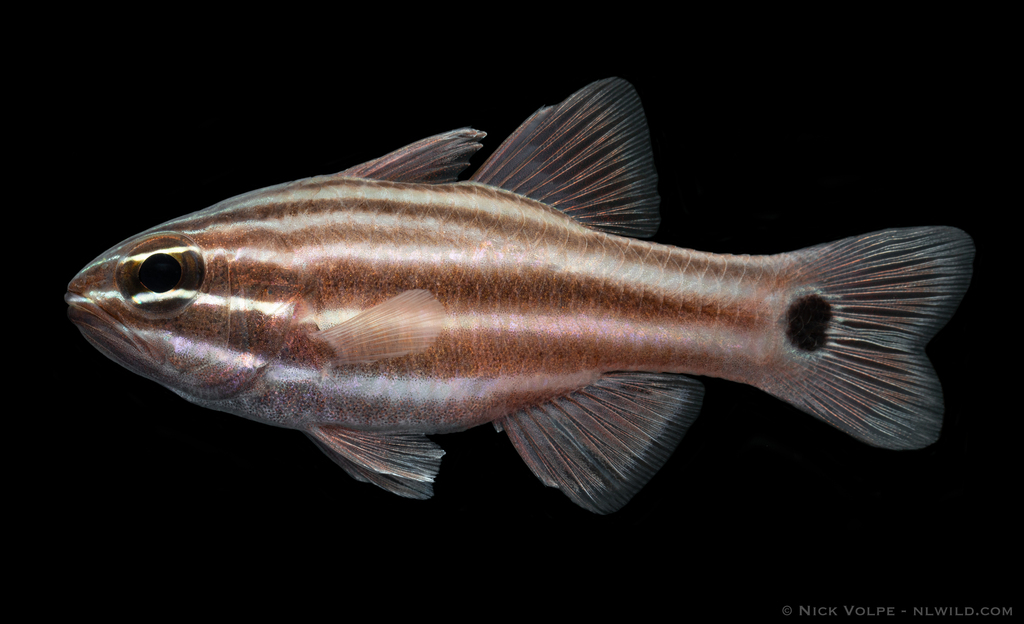 Cook's Cardinalfish