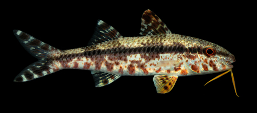 Bartaiedl goatfish (Upeneus tragula) — Mullidae