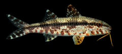 Freckled Goatfish photo 3