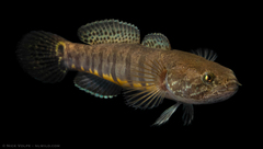 Barred Gudgeon photo 1