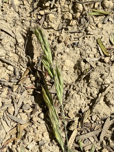 Schedonorus arundinaceus iNat (3)