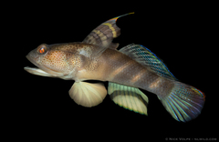 Flagfin Prawn Goby photo 3