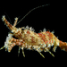Marbled Shrimp - Photo (c) Nick Volpe, some rights reserved (CC BY-NC), uploaded by Nick Volpe