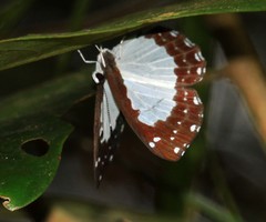 Stiboges nymphidia