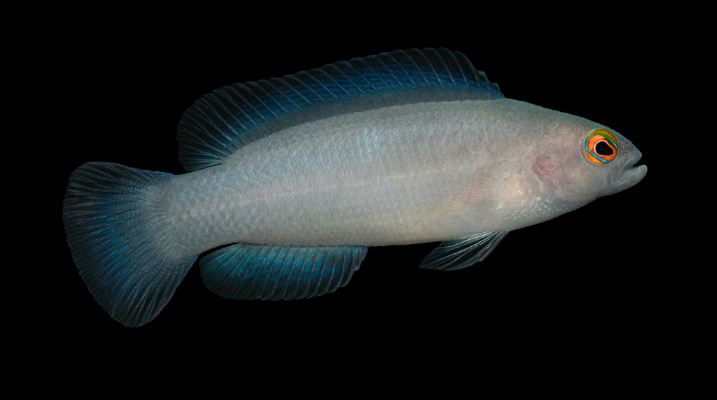Wilson's dottyback (Pseudochromis wilsoni) — Pseudochromidae