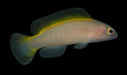 Wilson's dottyback (Pseudochromis wilsoni) — Pseudochromidae — 5