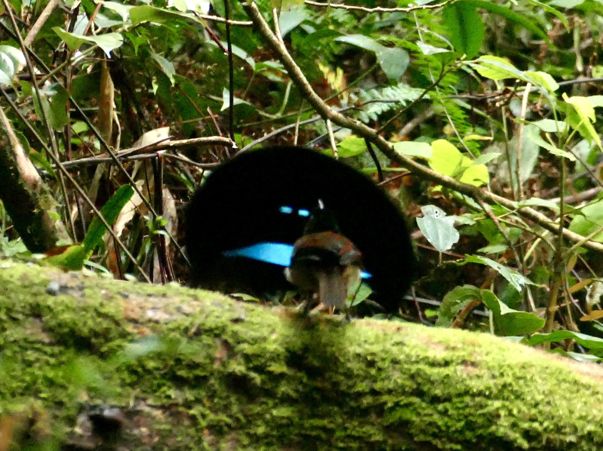 Vogelkop Lophorina (Lophorina superba), photo 3