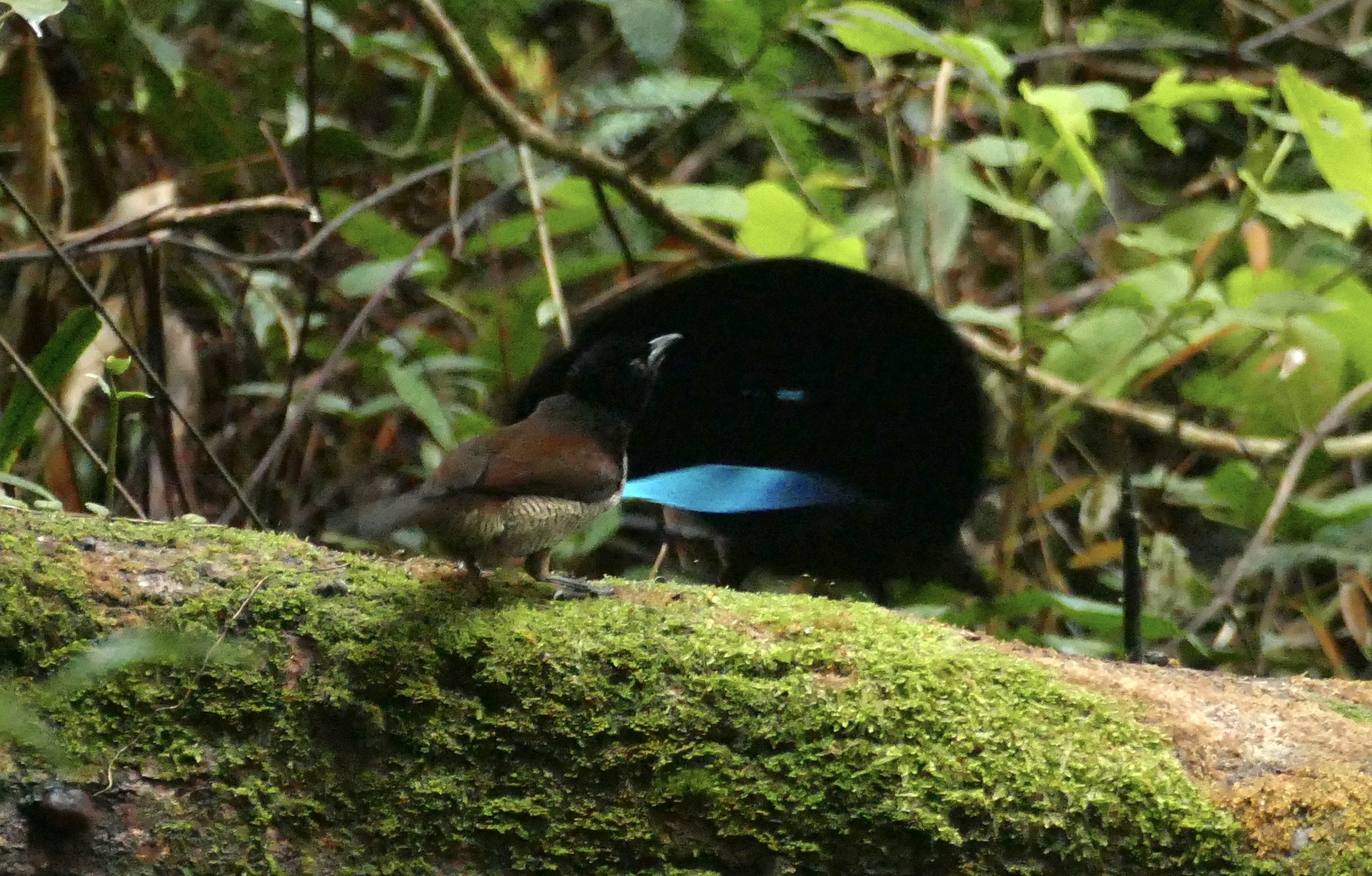 Vogelkop Lophorina (Lophorina superba), photo 4