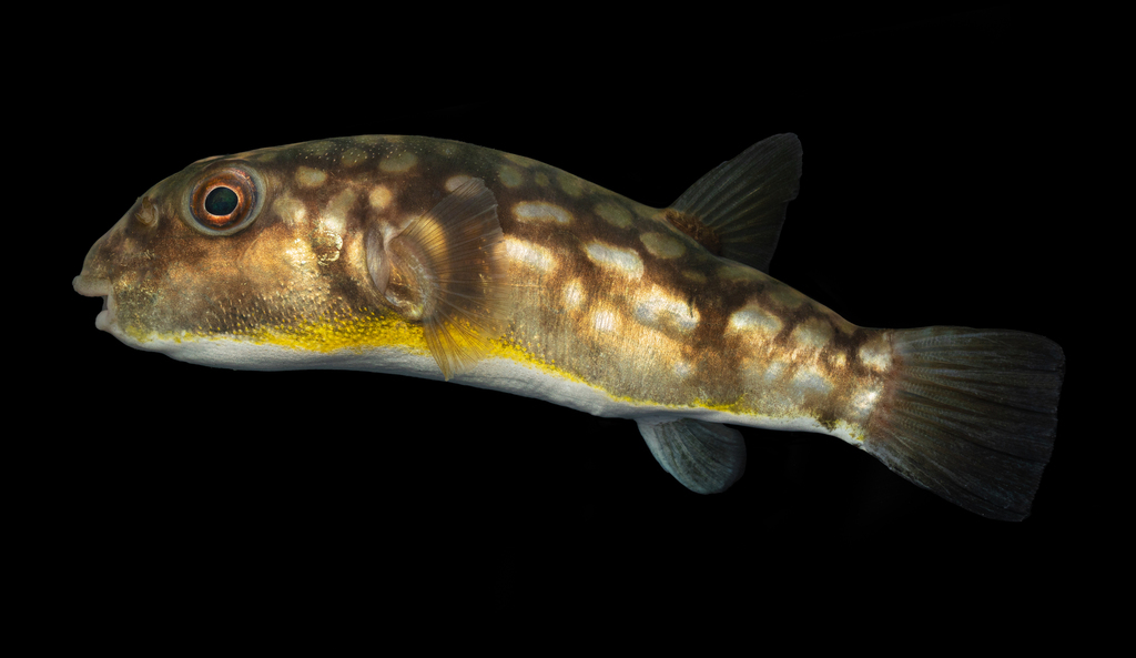 Milkspot Toadfish
