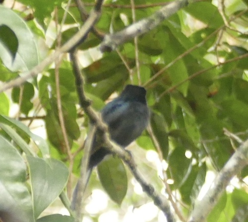 Black Pitohui (Melanorectes nigrescens), photo 3