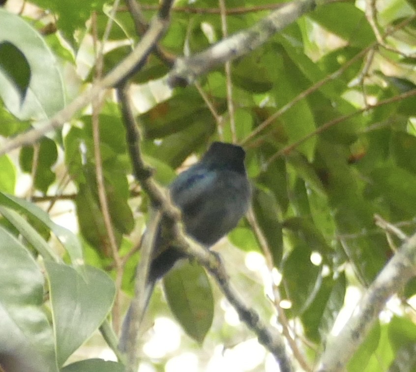 Black Pitohui (Melanorectes nigrescens), photo 3