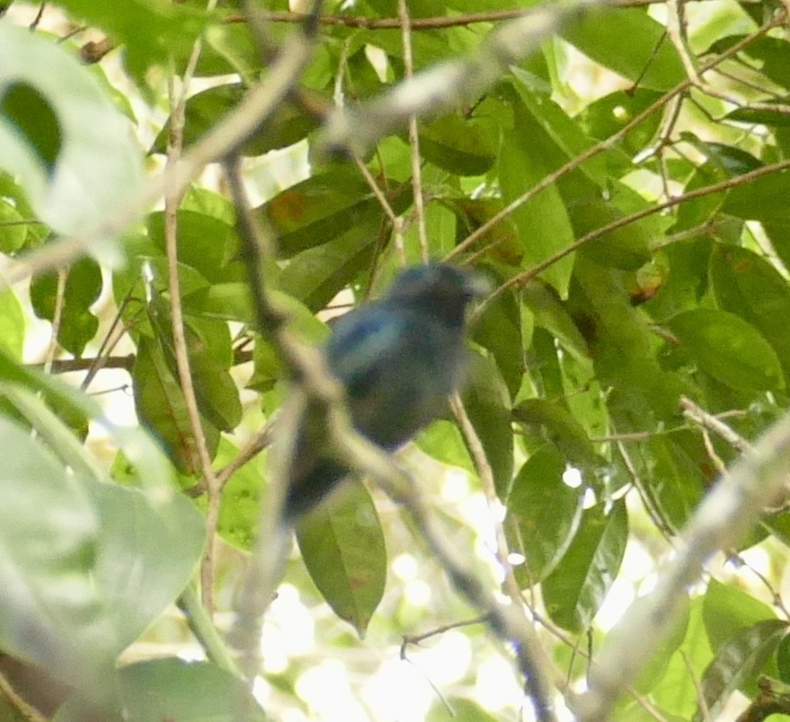 Black Pitohui (Melanorectes nigrescens), photo 4