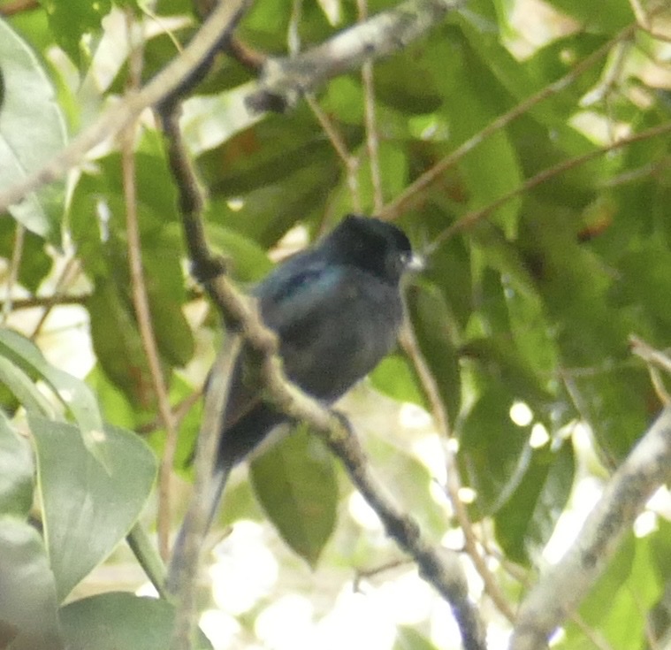 Black Pitohui (Melanorectes nigrescens), photo 2