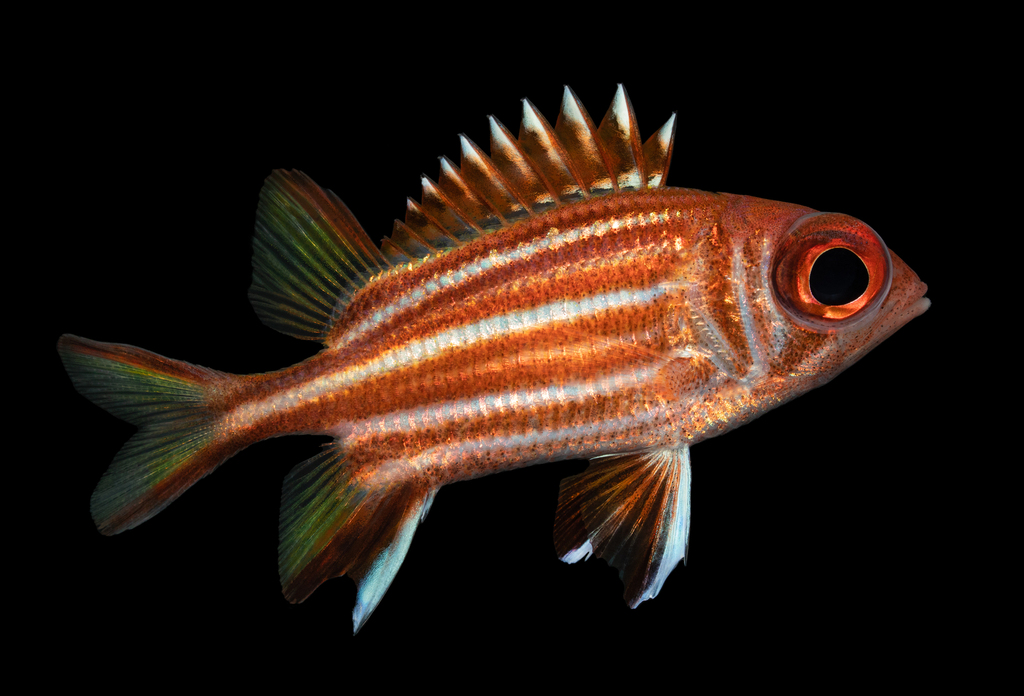 Spiny-rayed fishes
