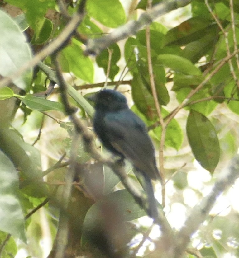 Black Pitohui (Melanorectes nigrescens), photo 5