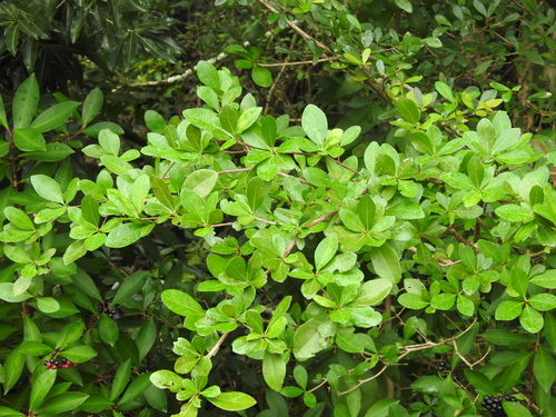 Image of Terminalia buceras by no rights reserved
