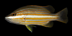 Spanish Flag Snapper photo 2