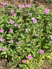 Catharanthus roseus image