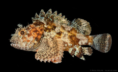 Painted Scorpionfish photo 2