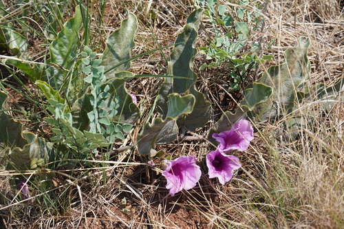 Image of Ipomoea ommanneyi by (c) Matthew Fainman, some rights reserved (CC BY)
