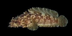 Threespine Toadfish photo 1