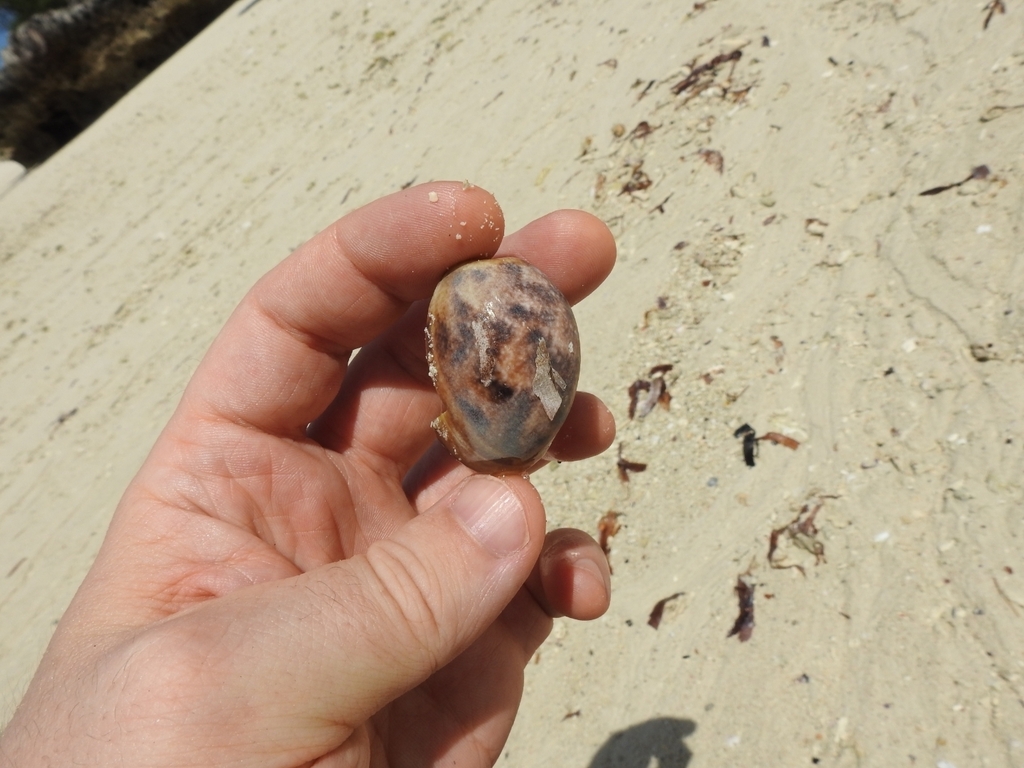 Bulla from Tanzania on December 15, 2023 at 03:04 PM by Erik Delaquis ...