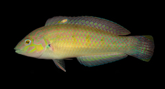 Dussumier's Wrasse photo 1