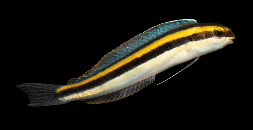 Goldstripe fangblenny (Meiacanthus luteus) — Blenniidae