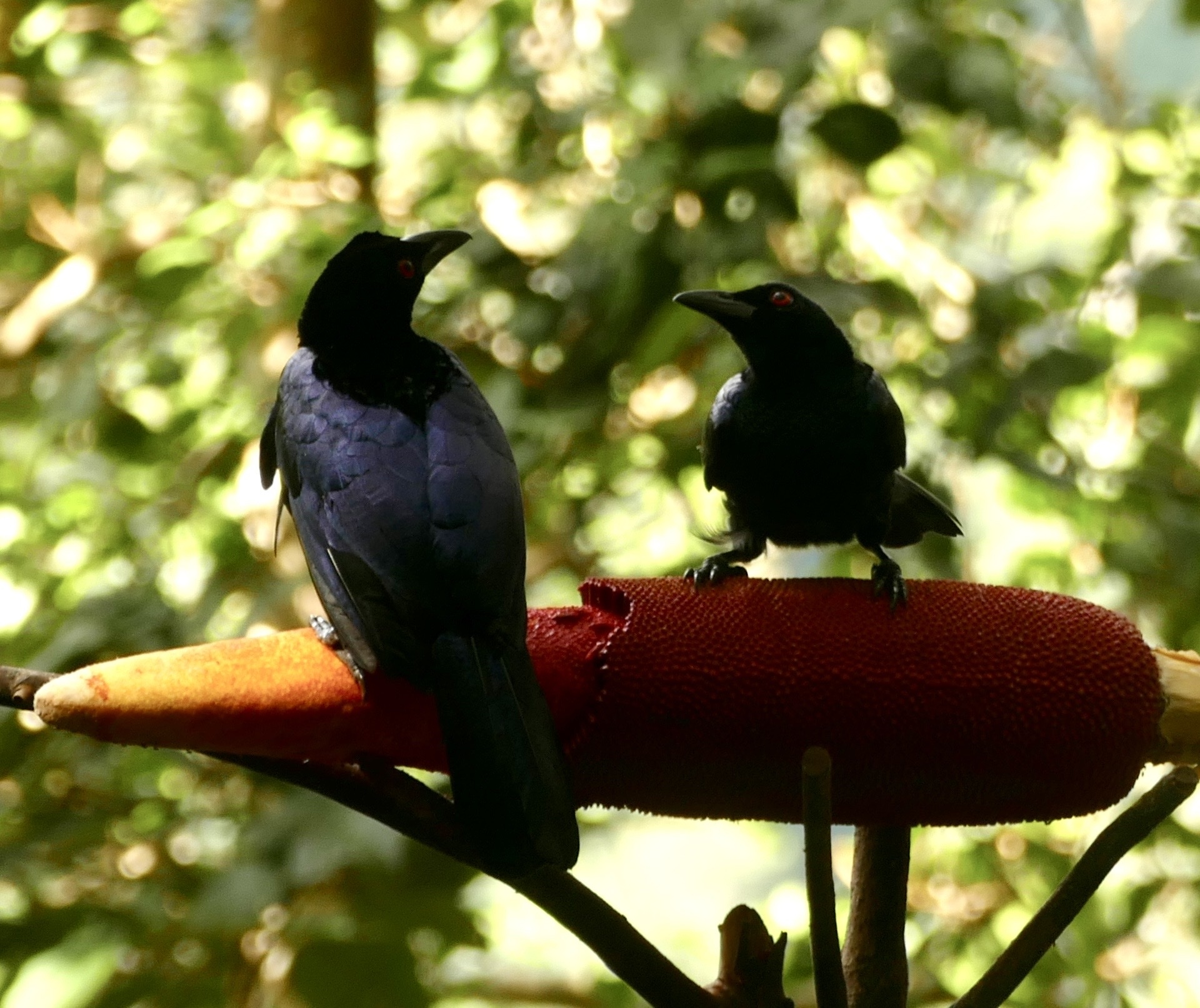 Crinkle-collared Manucode (Manucodia chalybatus), photo 10