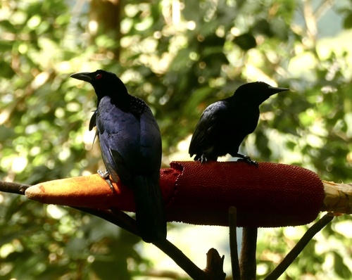 Crinkle-collared Manucode (Manucodia chalybatus), photo 9