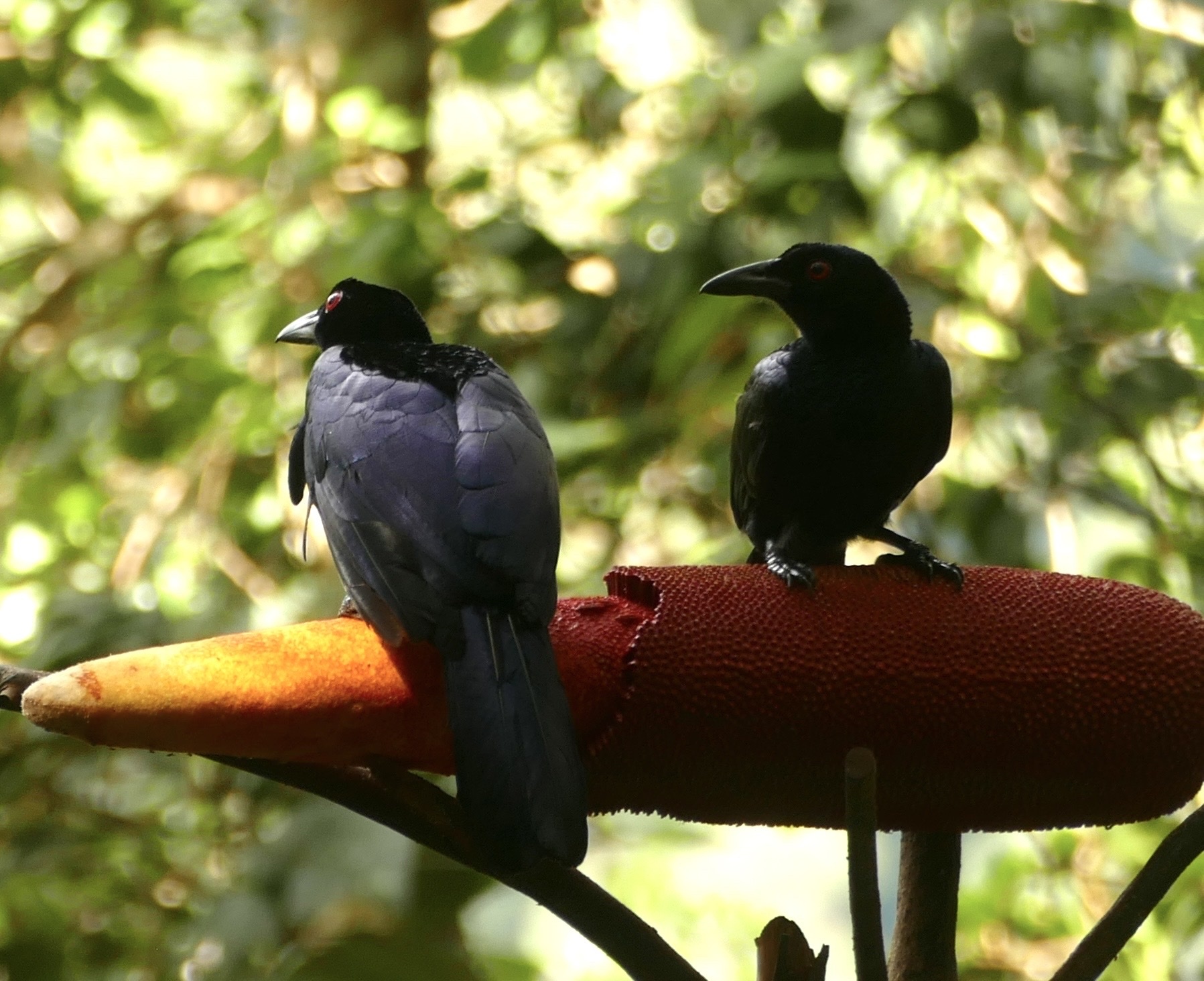 Crinkle-collared Manucode (Manucodia chalybatus), photo 3