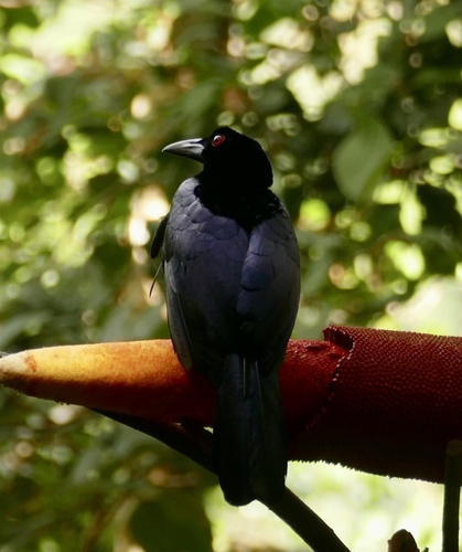Crinkle-collared Manucode (Manucodia chalybatus), photo 10