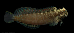 Spalding's Blenny photo 5