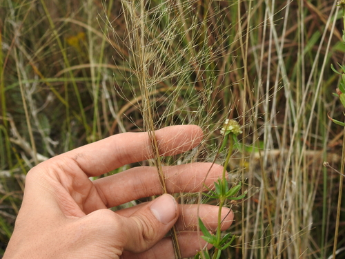 Panicum maximum iNat (2)