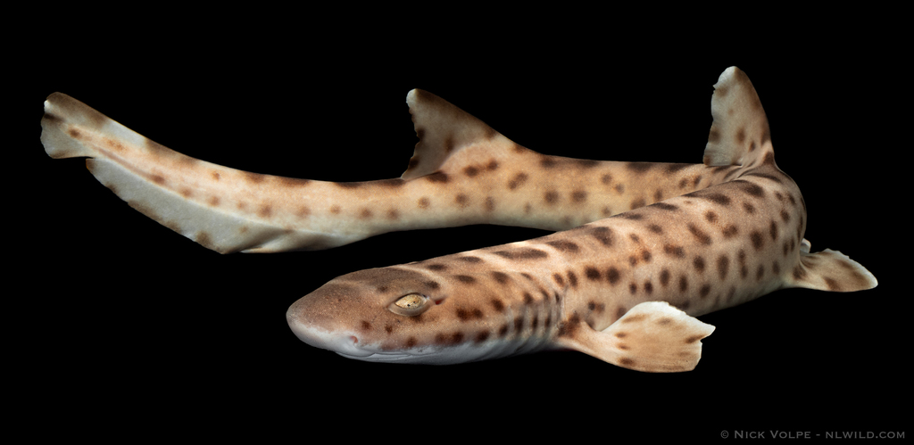 Australian Marbled Catshark