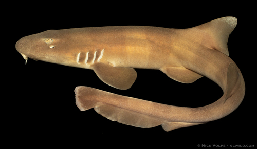 Brown-banded bamboo shark photographed at Channel Island NT 0822, Australia