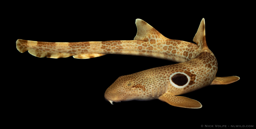 Cat Shark