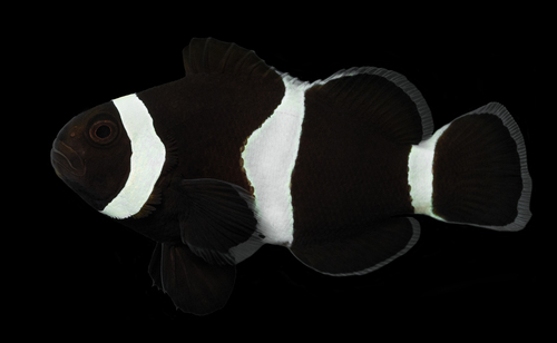 Photo of False clownfish (Amphiprion ocellaris)