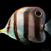 Muller's Coralfish - Photo (c) Nick Volpe, some rights reserved (CC BY-NC), uploaded by Nick Volpe
