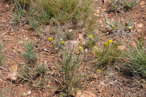 Image of Lasiosiphon sericocephalus by (c) Matthew Fainman, some rights reserved (CC BY)