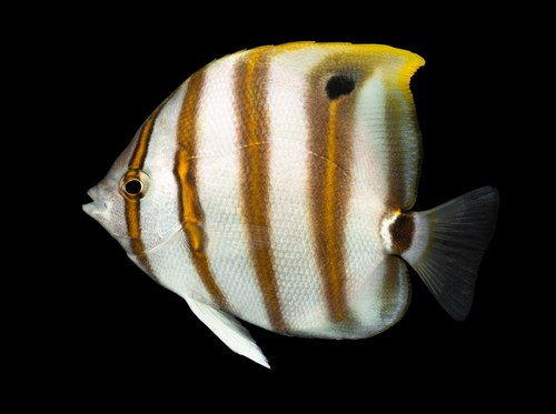 Butterflyfish (Parachaetodon ocellatus) — Chaetodontidae — 3