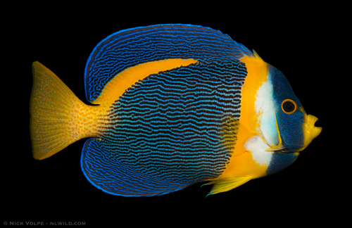 Scribbled angelfish (Chaetodontoplus duboulayi) — Pomacanthidae