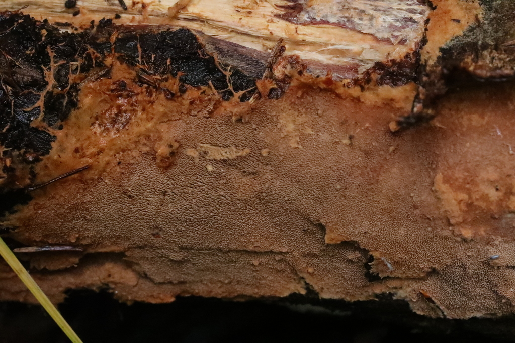 Asterodon ferruginosus