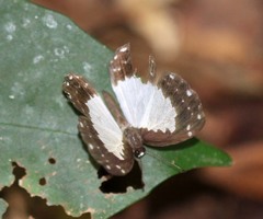 Stiboges nymphidia