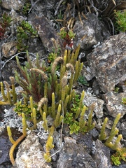 Lycopodiales