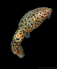 Pygmy Cuttlefish
