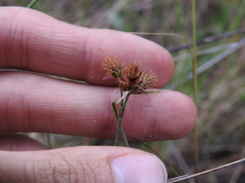 Image of Fuirena breviseta by no rights reserved