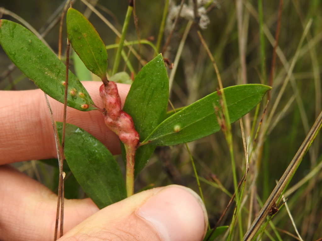 Melaleuca gall midge