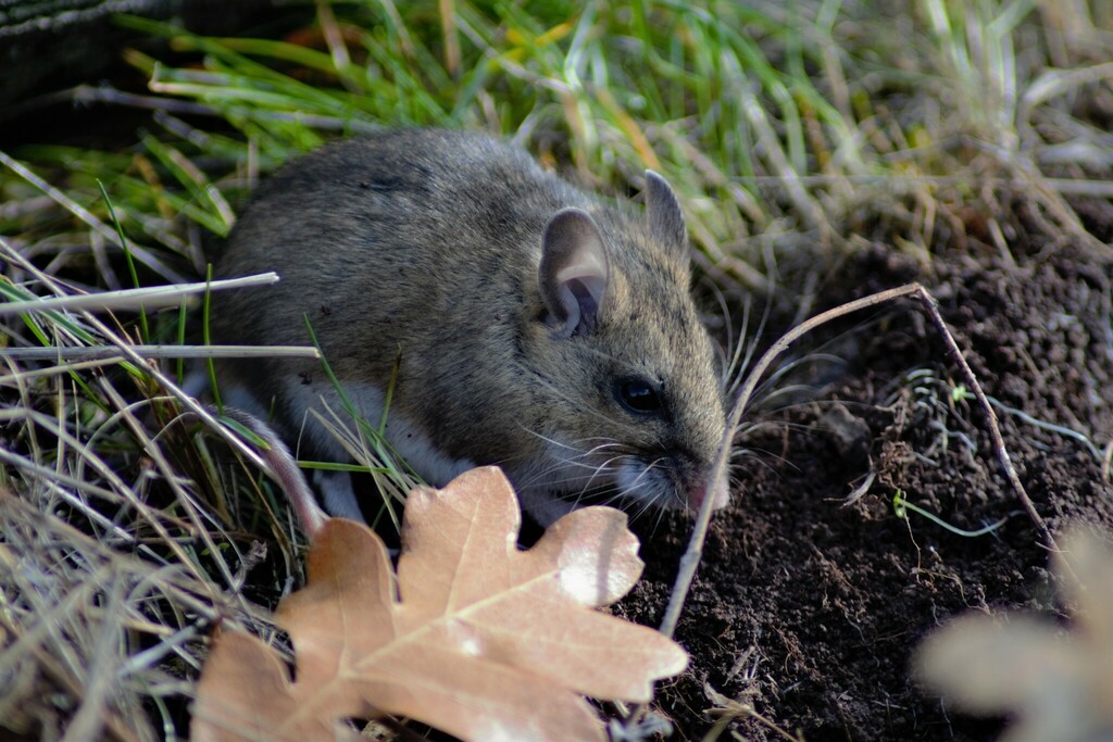 Western Deer Mouse from Siskiyou County, CA, USA on February 21, 2019 ...